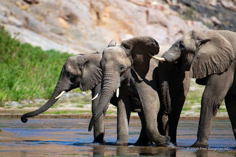 20090604_122130 D300 X1.jpg - Elephants having a friendly tussle